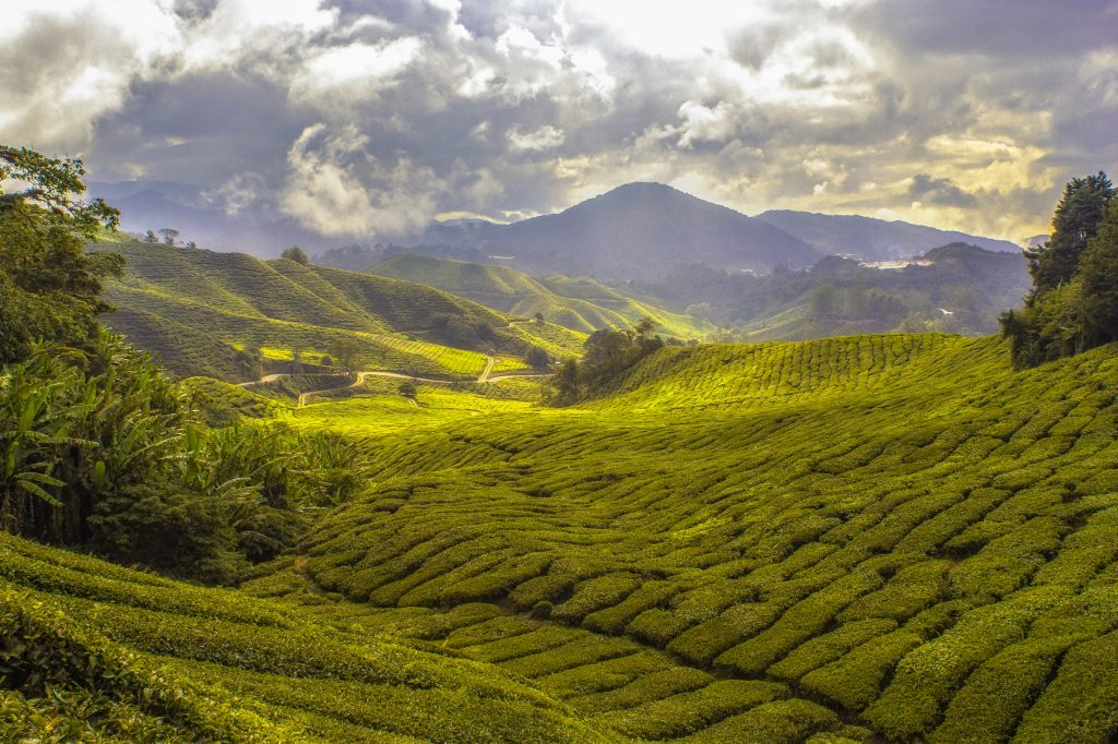 Private Tour from Singapore to Cameron Highlands | JH SGMY Tour